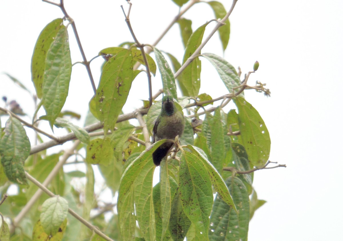 kolibřík dřišťálový - ML507792781