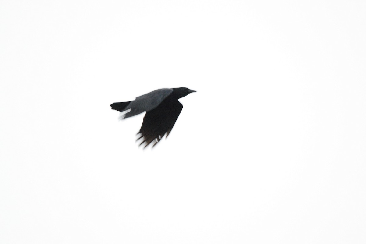 American Crow - ML507793021