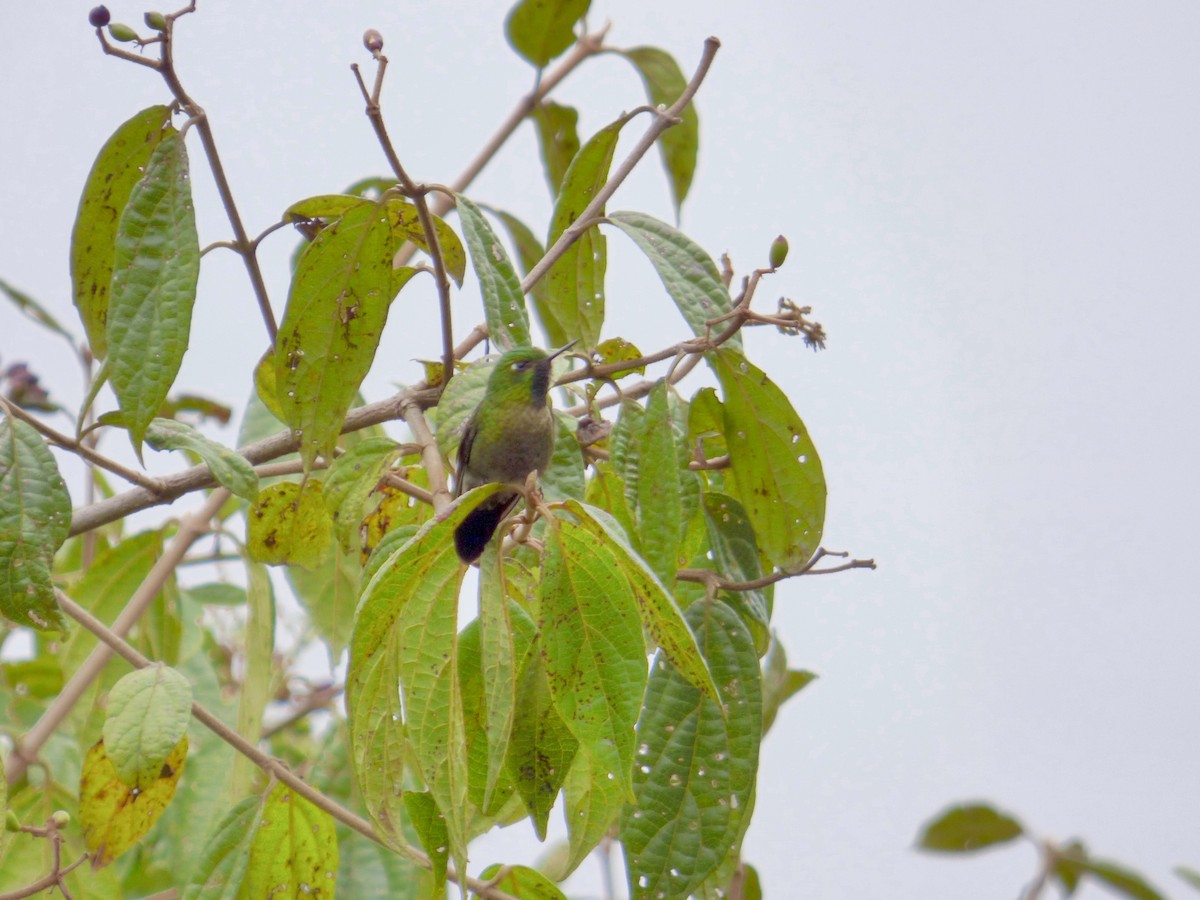kolibřík dřišťálový - ML507793201