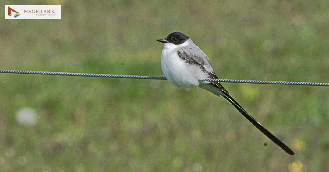 Fork-tailed Flycatcher - ML507793661