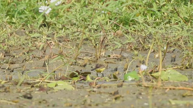 Eastern Yellow Wagtail - ML507793691