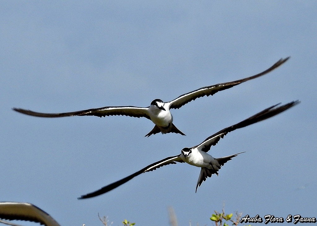 Sooty Tern - ML50779371