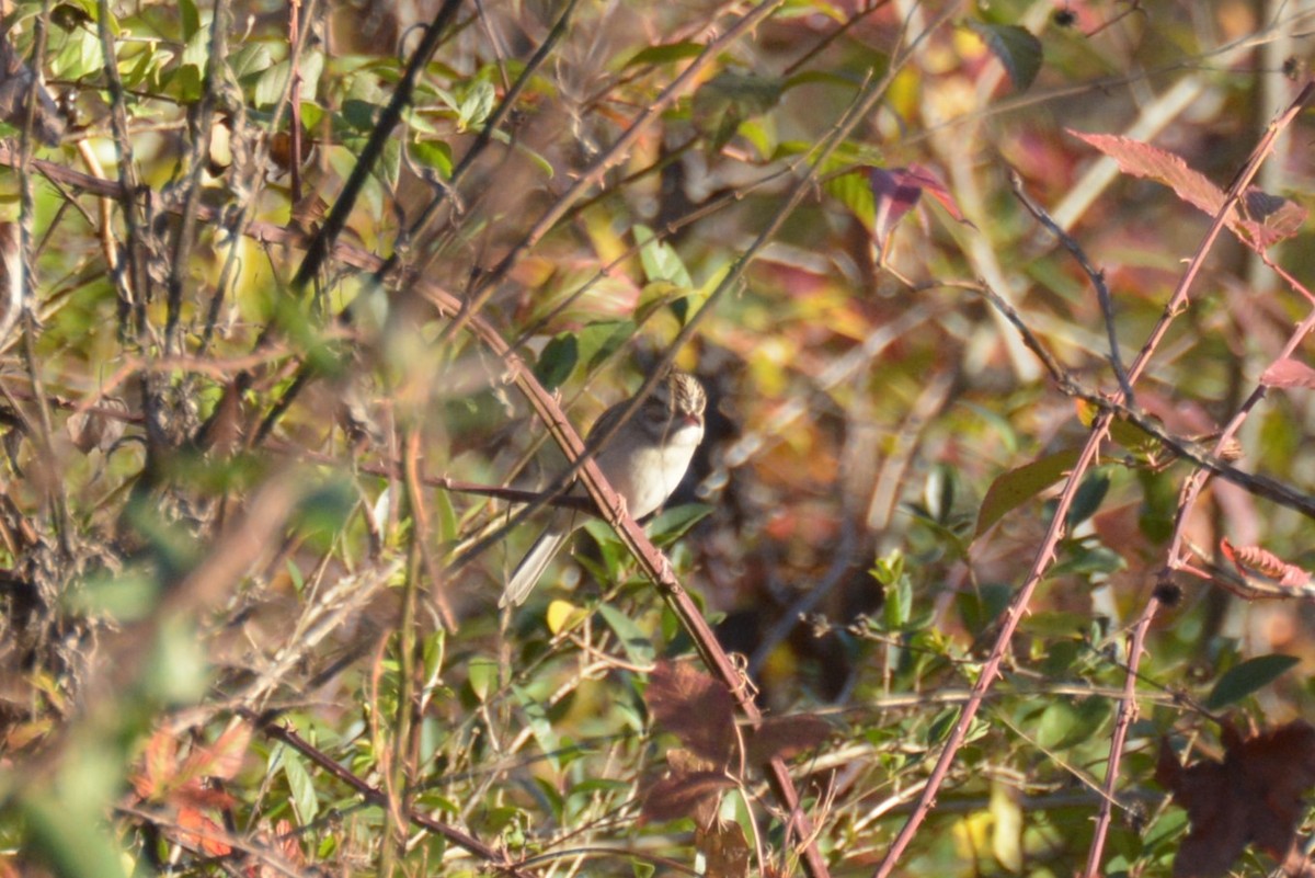Clay-colored Sparrow - ML507793941