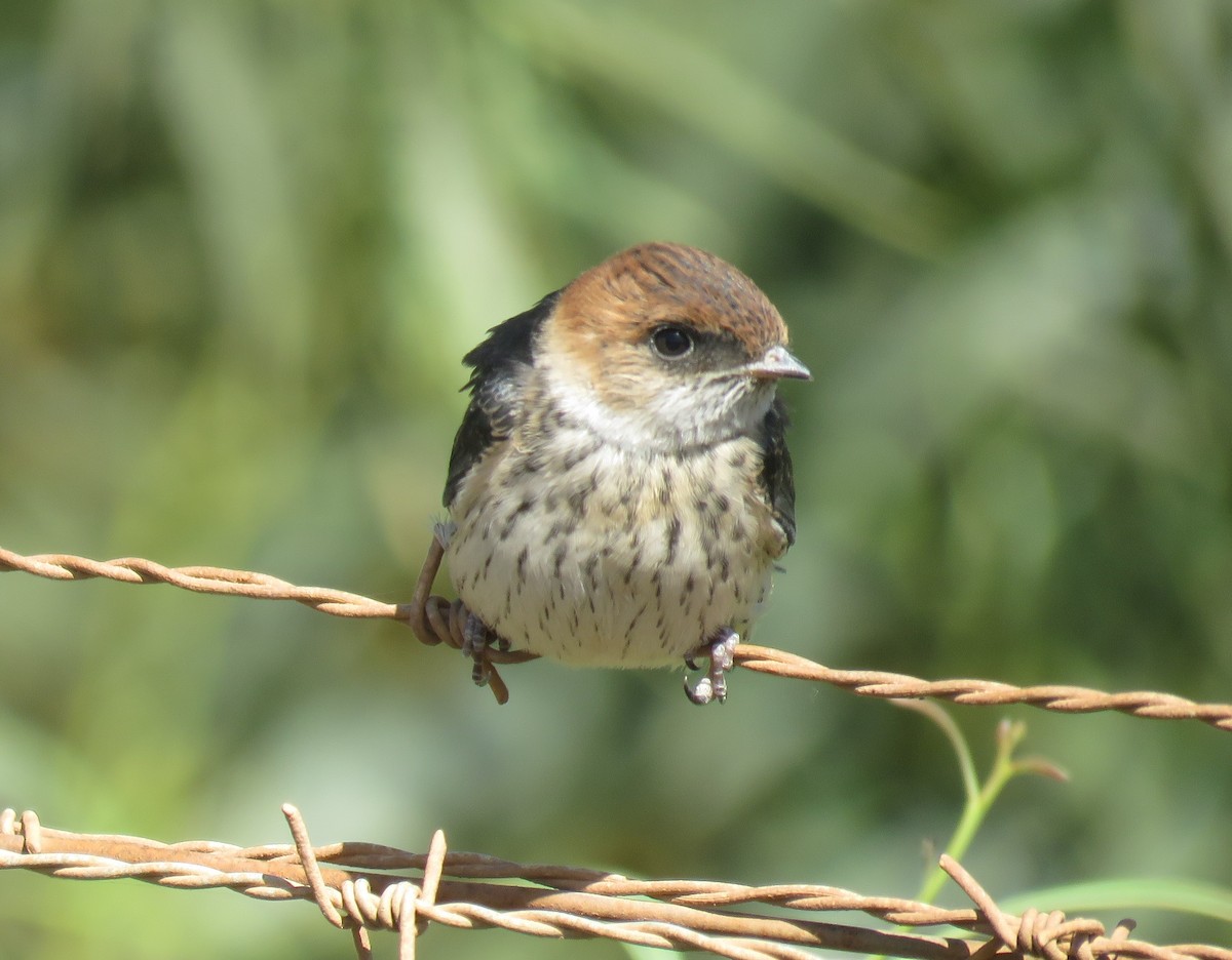 Greater Striped Swallow - ML507793951