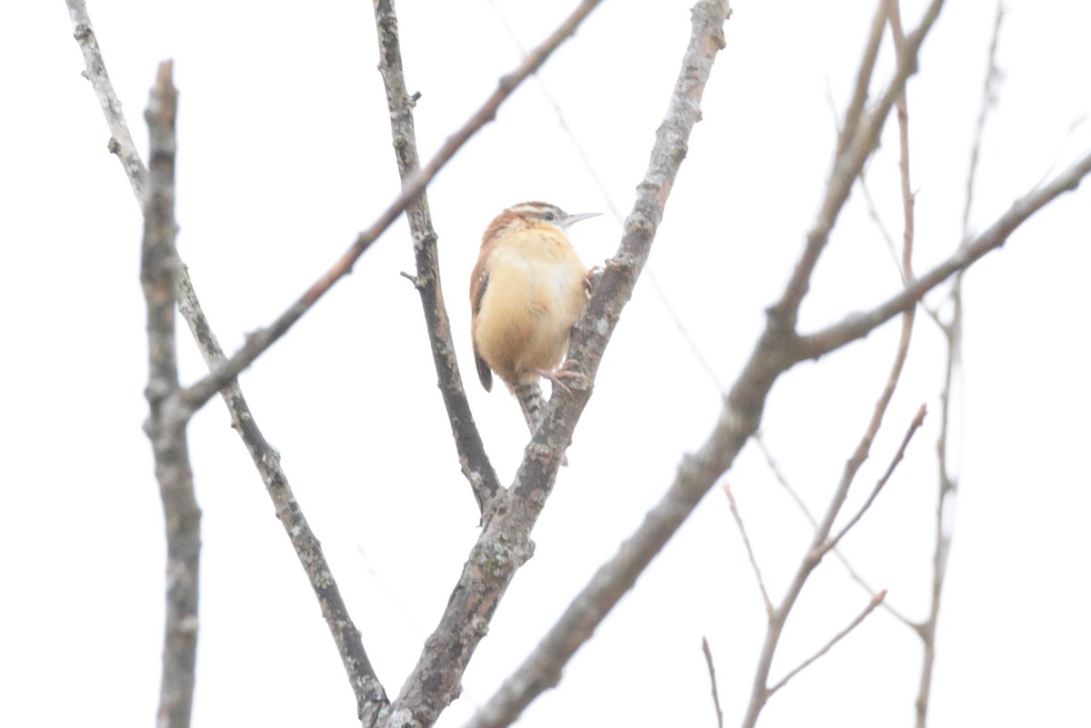 Carolina Wren - ML507794261