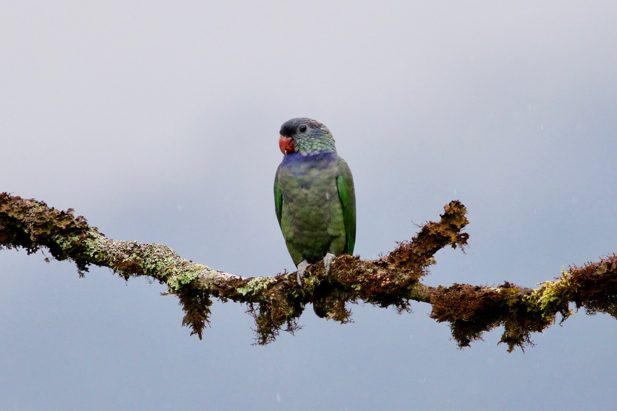 Red-billed Parrot - ML507794311