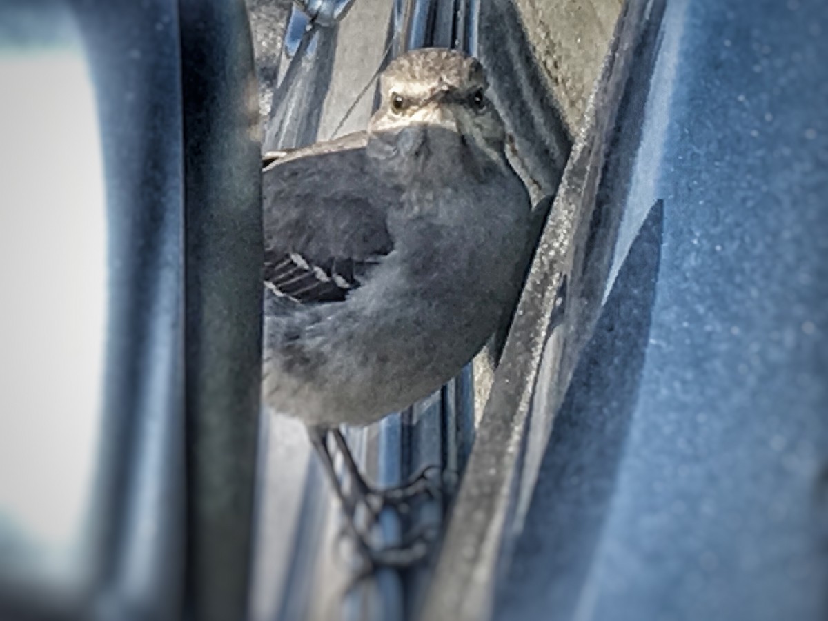 Northern Mockingbird - ML50779471