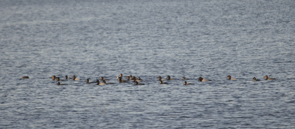 Canvasback - ML507794741