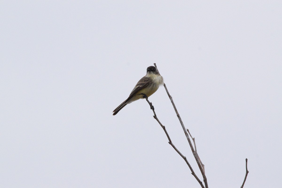 Eastern Phoebe - ML507794781