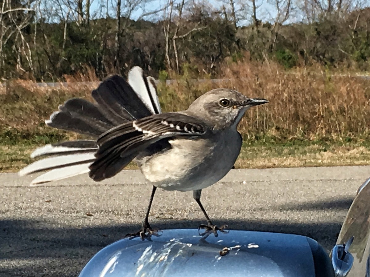 Northern Mockingbird - ML50779491