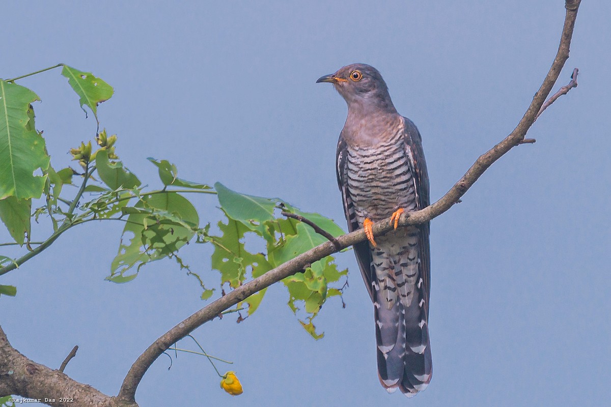 Common Hawk-Cuckoo - ML507795211