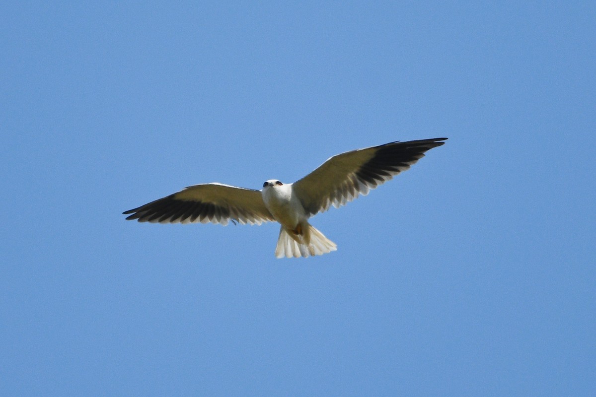 Black-winged Kite - ML507795541