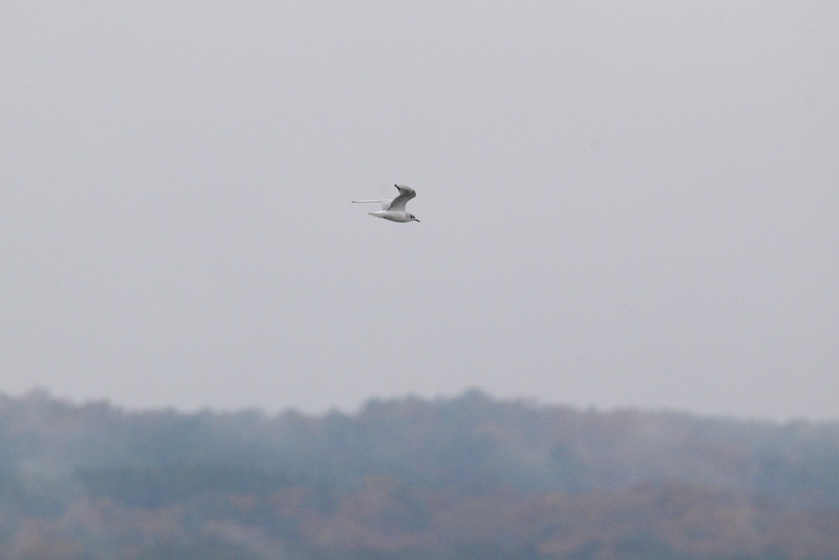 Bonaparte's Gull - ML507795891