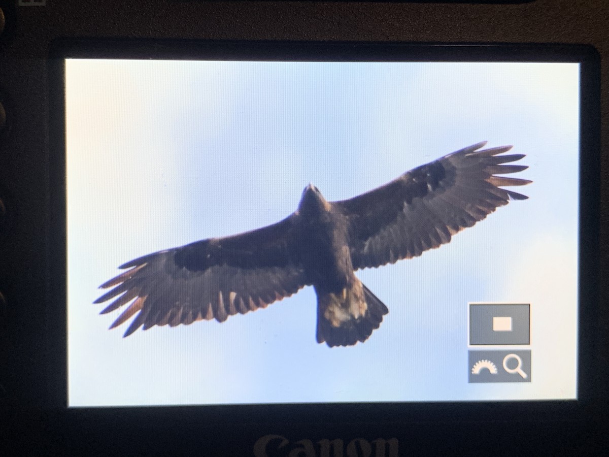 עיט זהוב - ML507795951