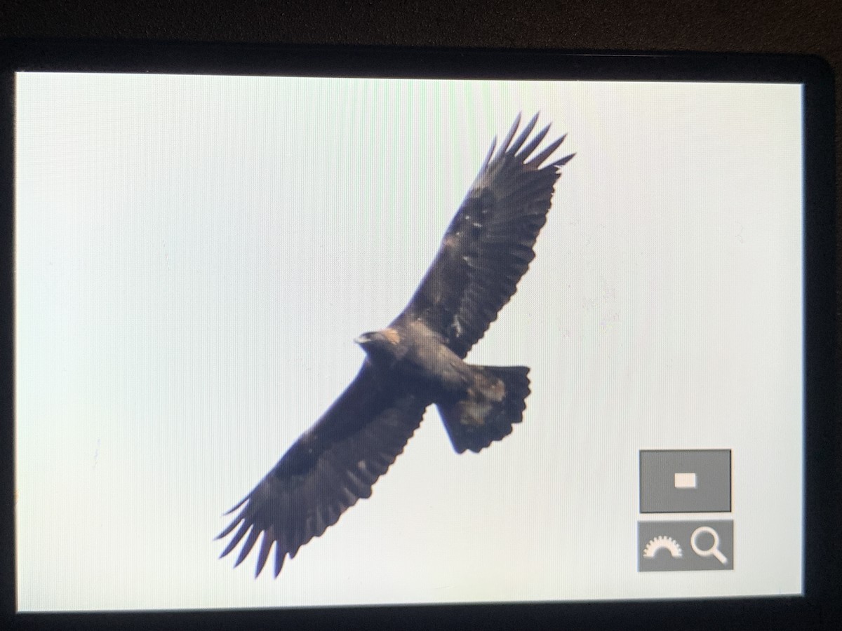 Golden Eagle - ML507795961