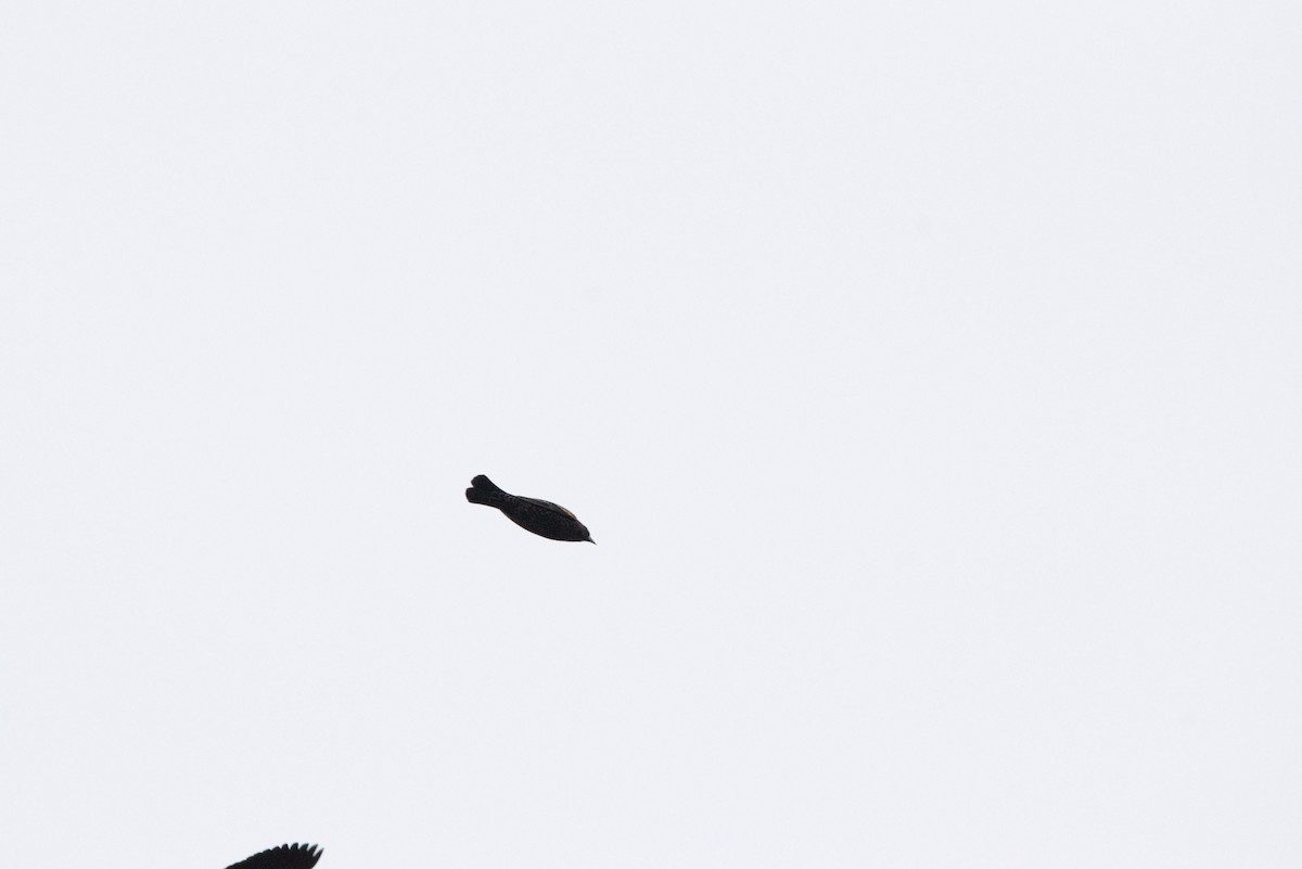 Red-winged Blackbird - ML507796101