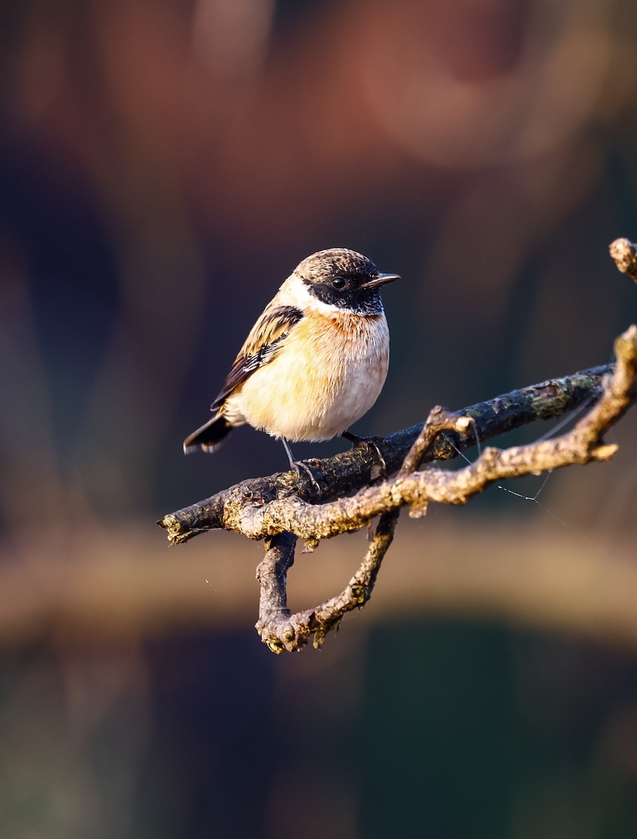 Siberian Stonechat - ML507797971