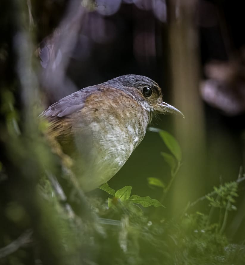 Moustached Antpitta - ML507798151