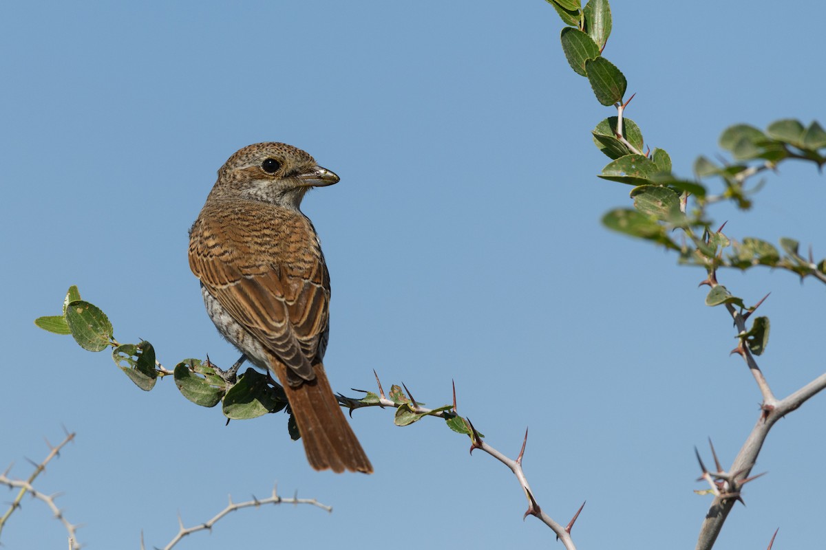 Red-backed Shrike - ML507799331