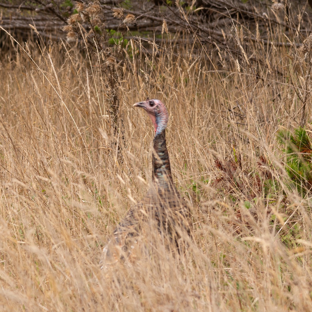 Wild Turkey - ML507799471