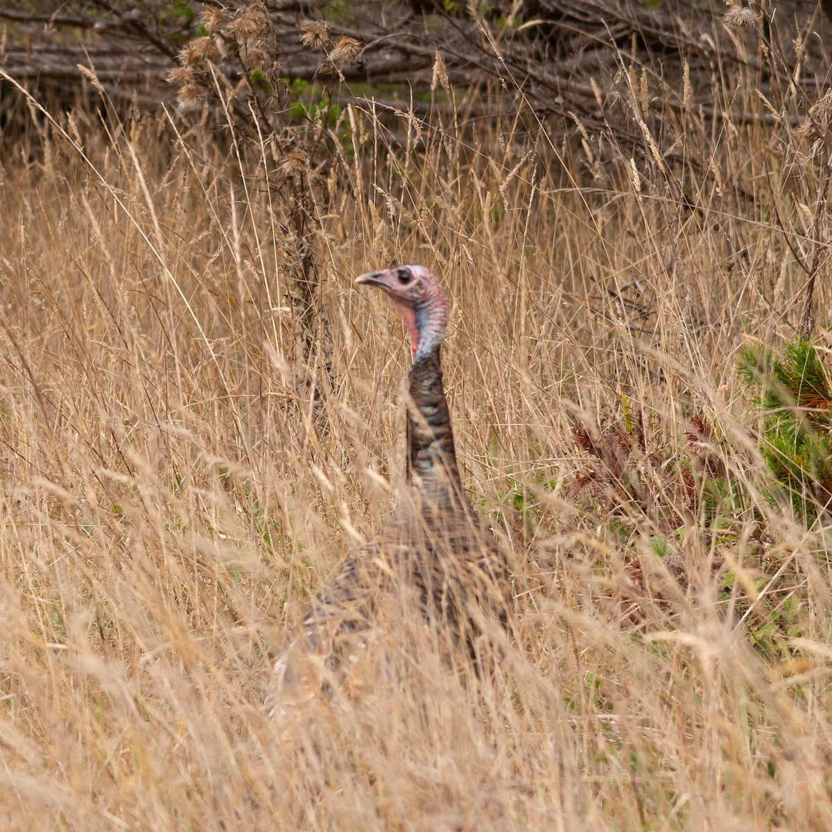 Wild Turkey - Lynn Gregg