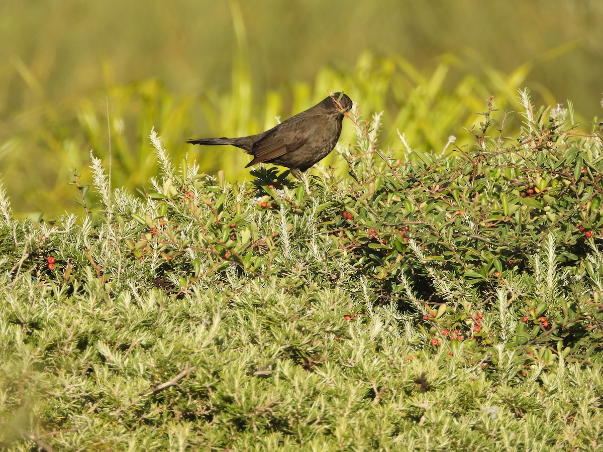 Eurasian Blackbird - ML507800011