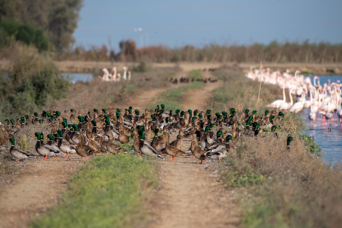 Canard colvert - ML507800031