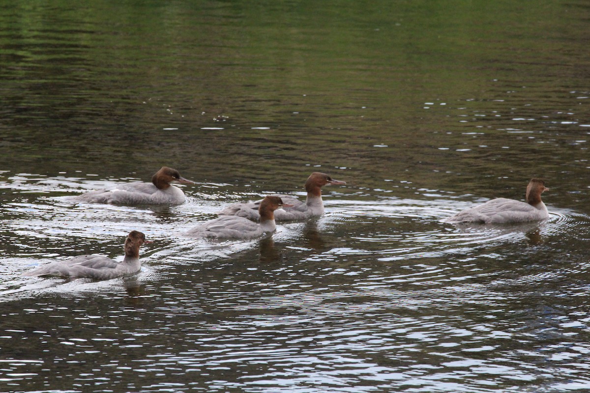 Common Merganser - ML507800291