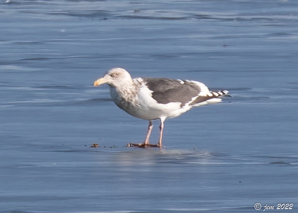 Slaty-backed Gull - Carl & Judi Manning