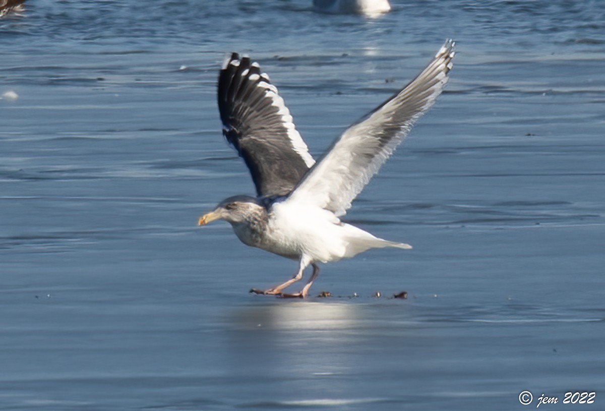 Slaty-backed Gull - Carl & Judi Manning