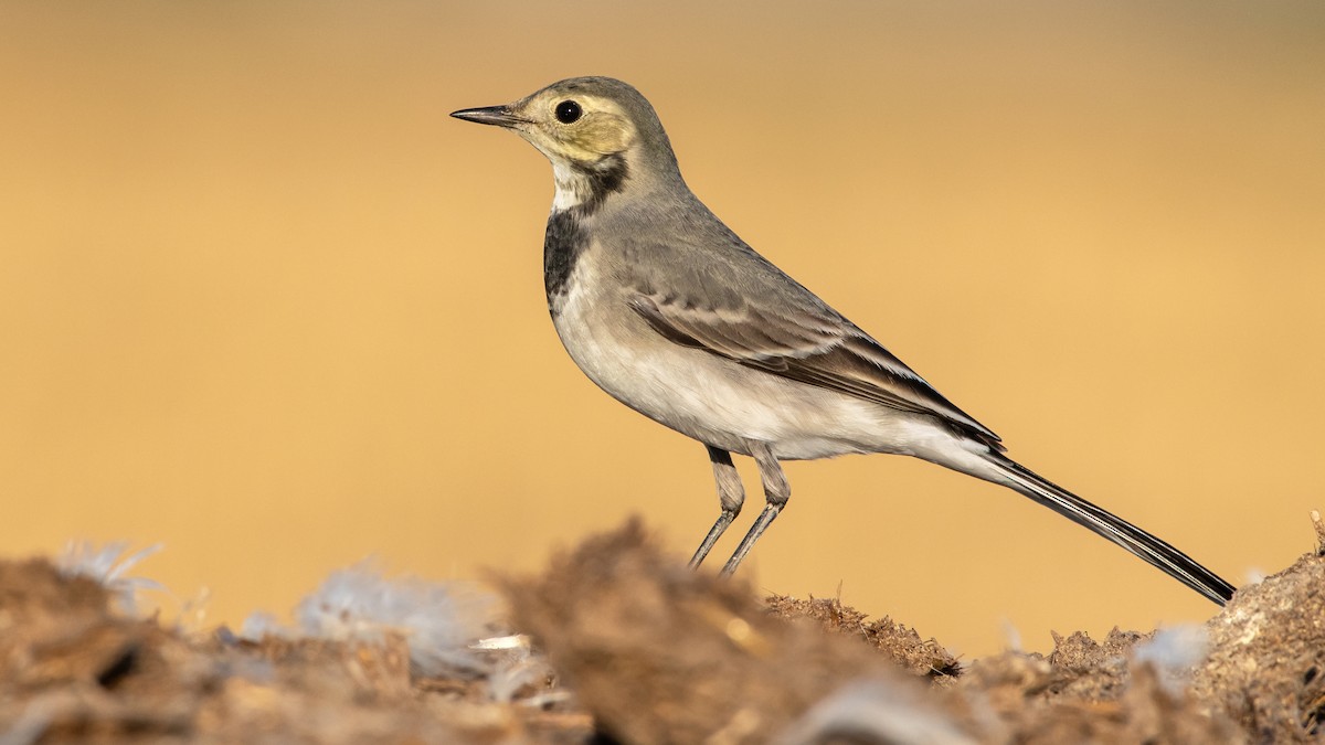 White Wagtail - ML507801051