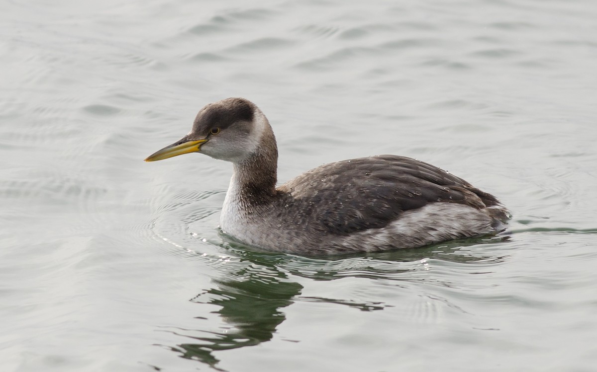 Red-necked Grebe - ML50780131