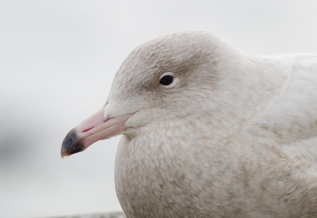 Glaucous Gull - ML50780271