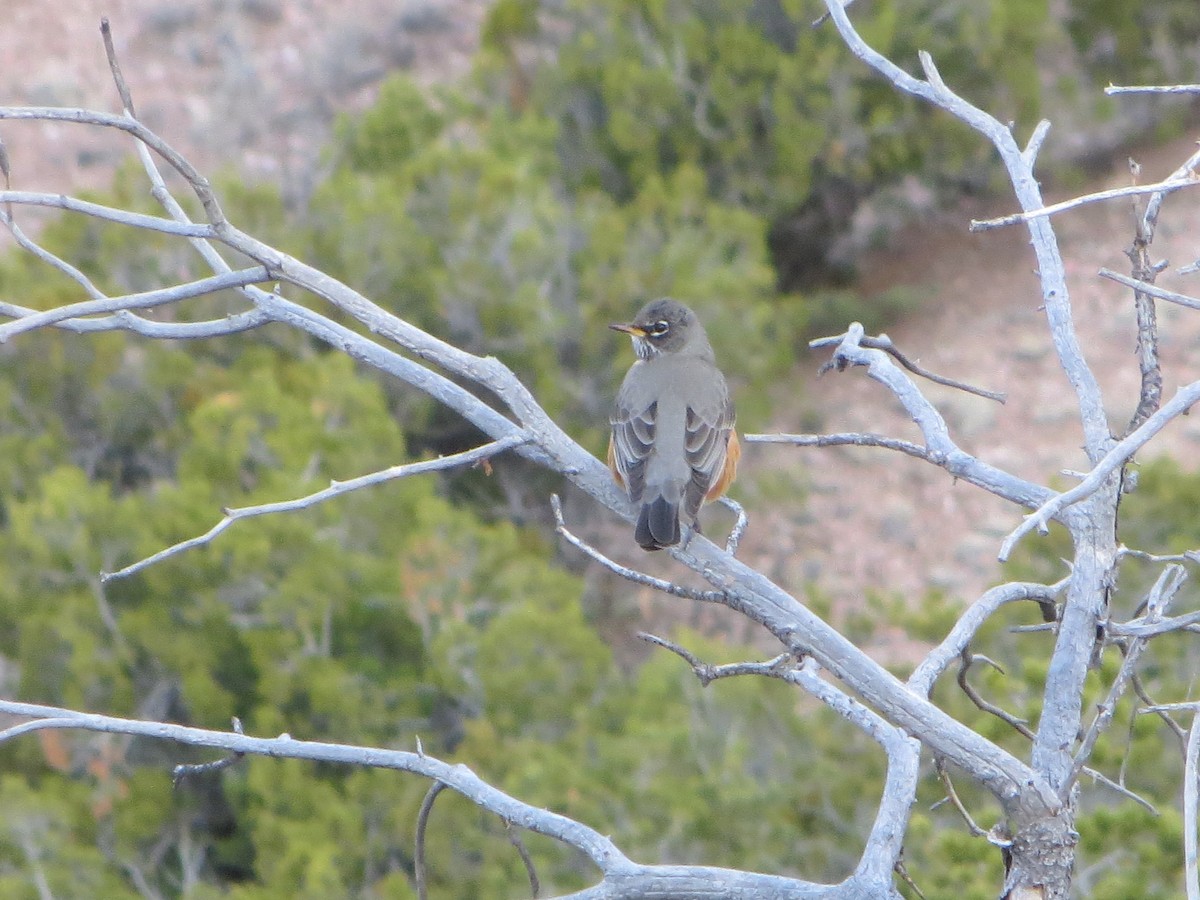 American Robin - ML50780311