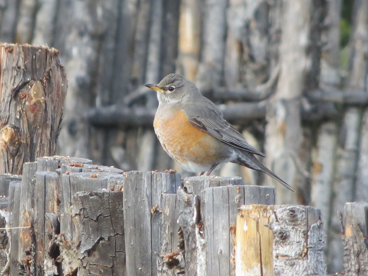 American Robin - Shawn Loewen