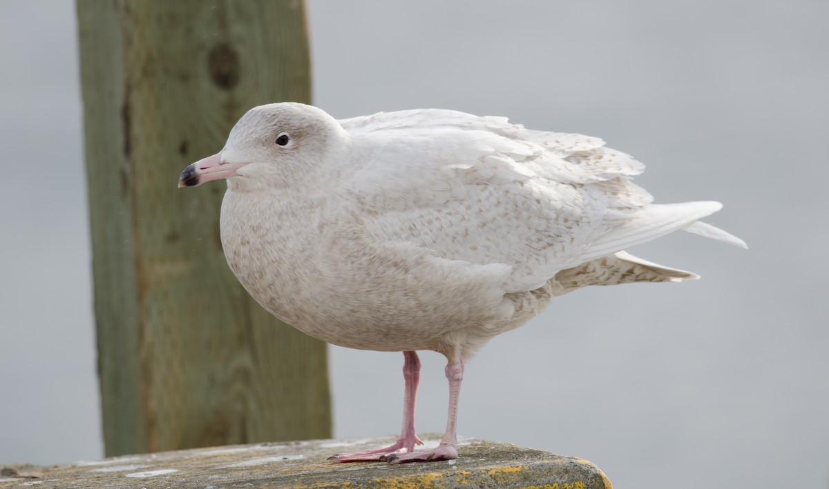 Glaucous Gull - Alix d'Entremont