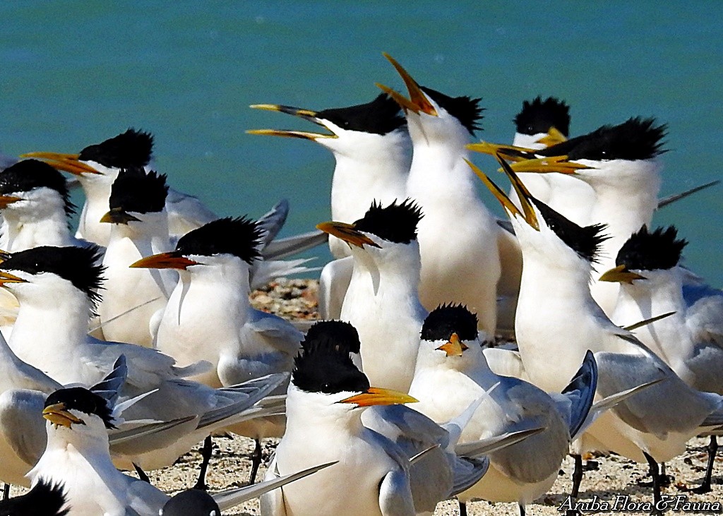 Sandwich Tern (Cayenne) - ML50780471