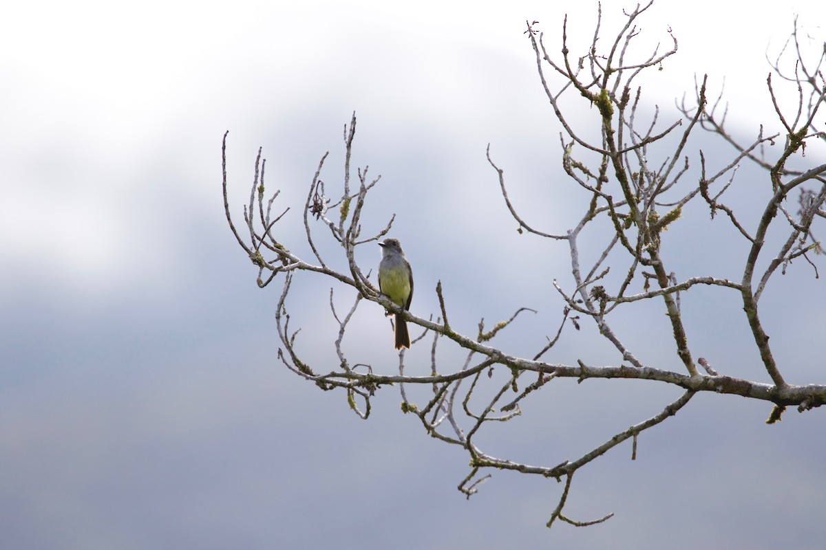 Pale-edged Flycatcher - ML507804821