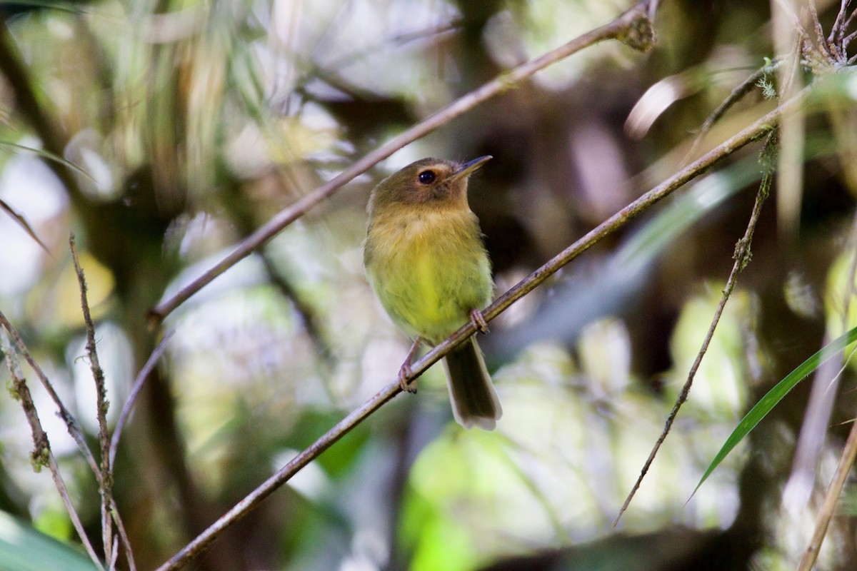 Cinnamon-breasted Tody-Tyrant - ML507804841