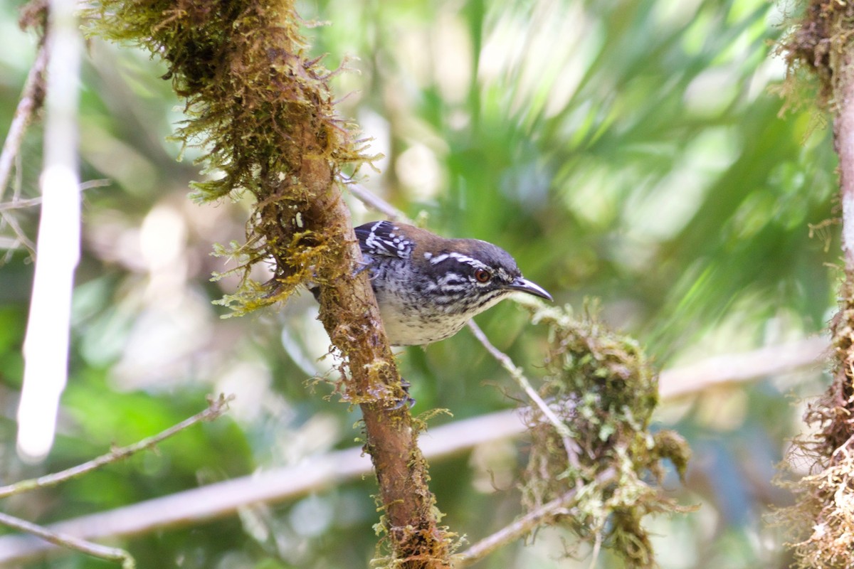 Bar-winged Wood-Wren - ML507804901