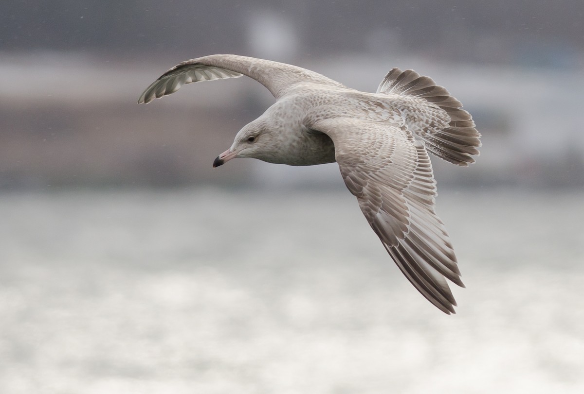 Herring x Glaucous Gull (hybrid) - ML50780581