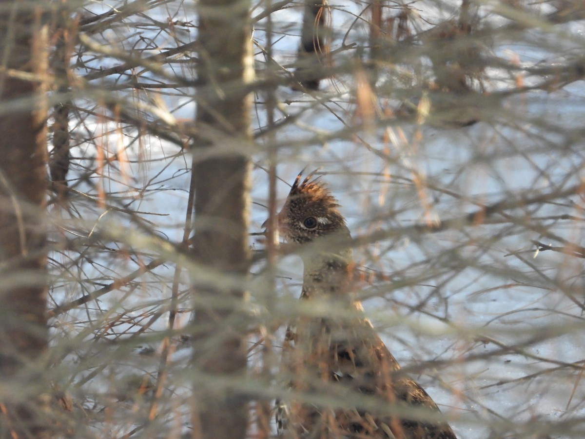 Ruffed Grouse - ML507806401