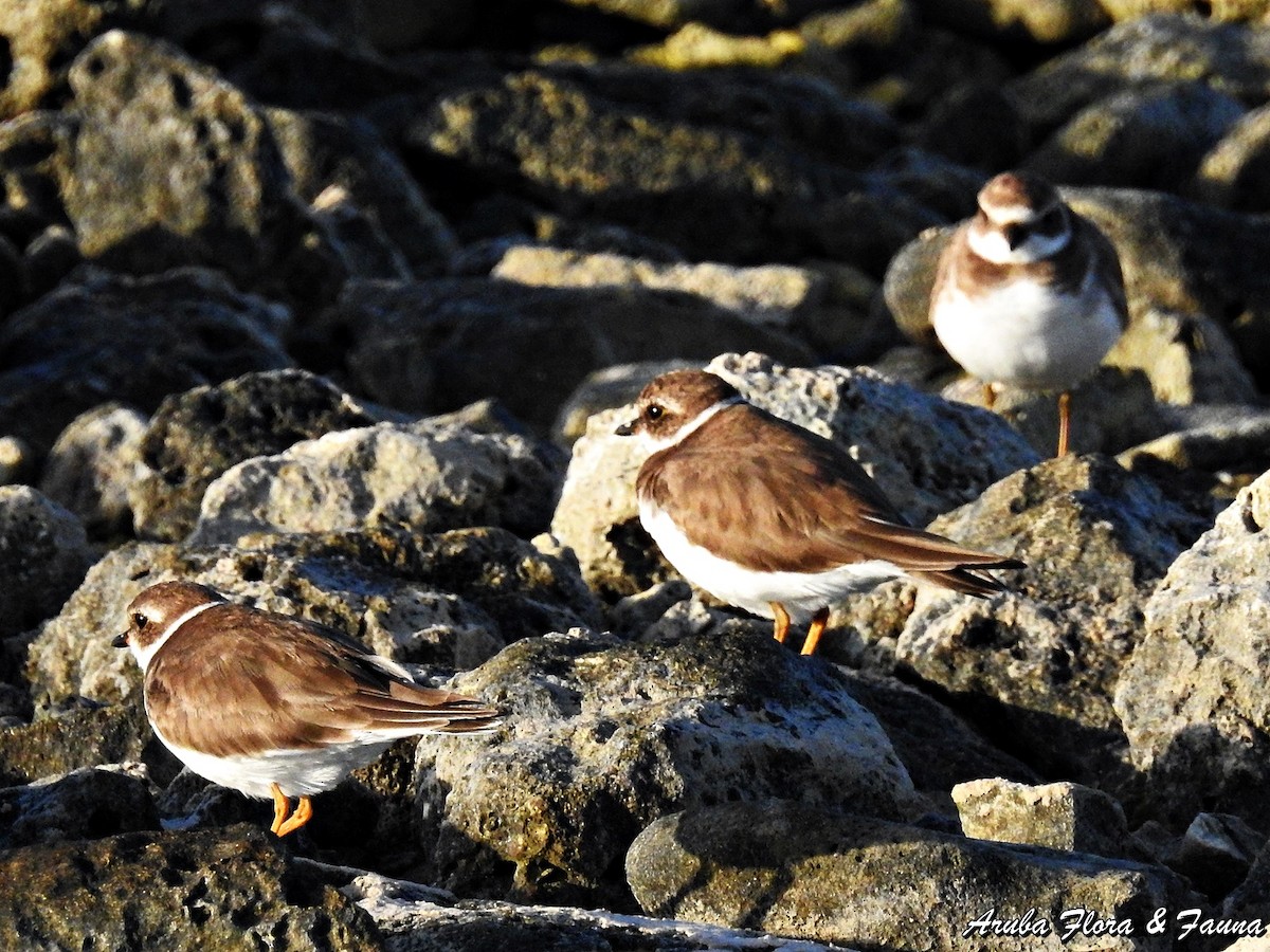 Semipalmated Plover - Ross Wauben