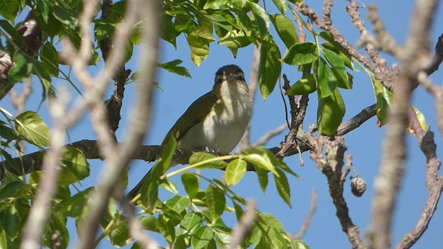 Vireo Chiví - ML507806641