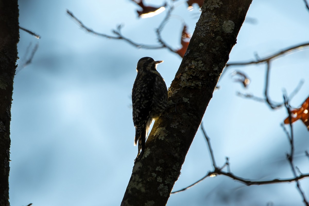 Yellow-bellied Sapsucker - ML507807271