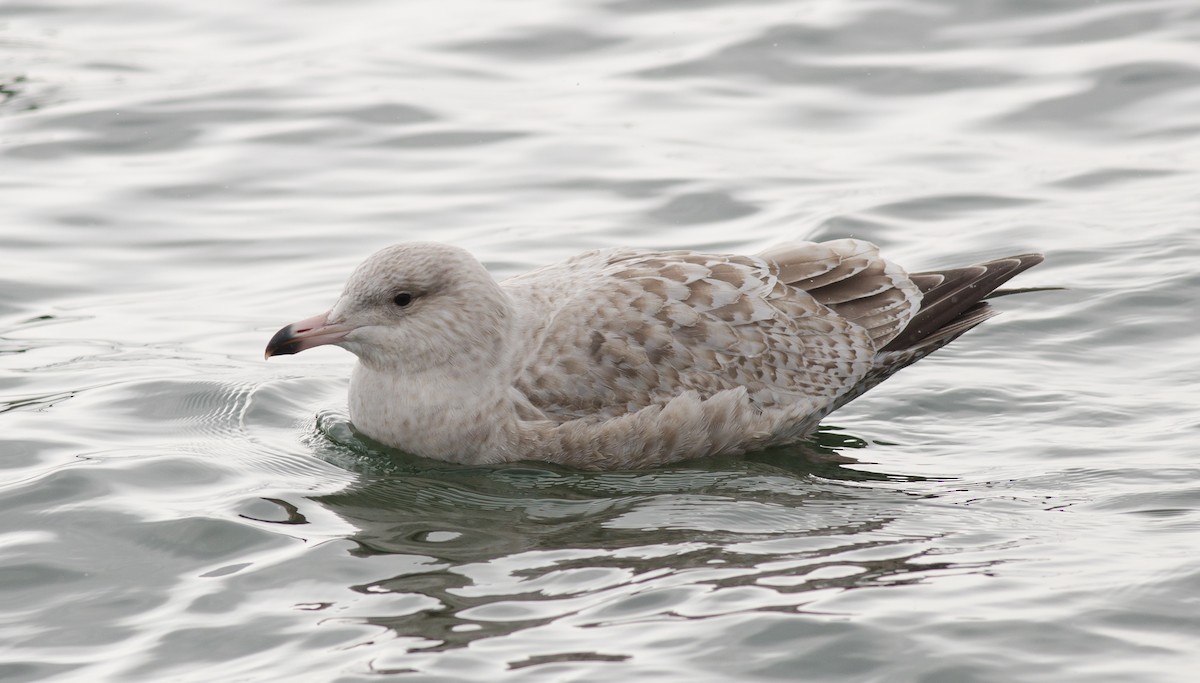 Herring x Glaucous Gull (hybrid) - ML50780731