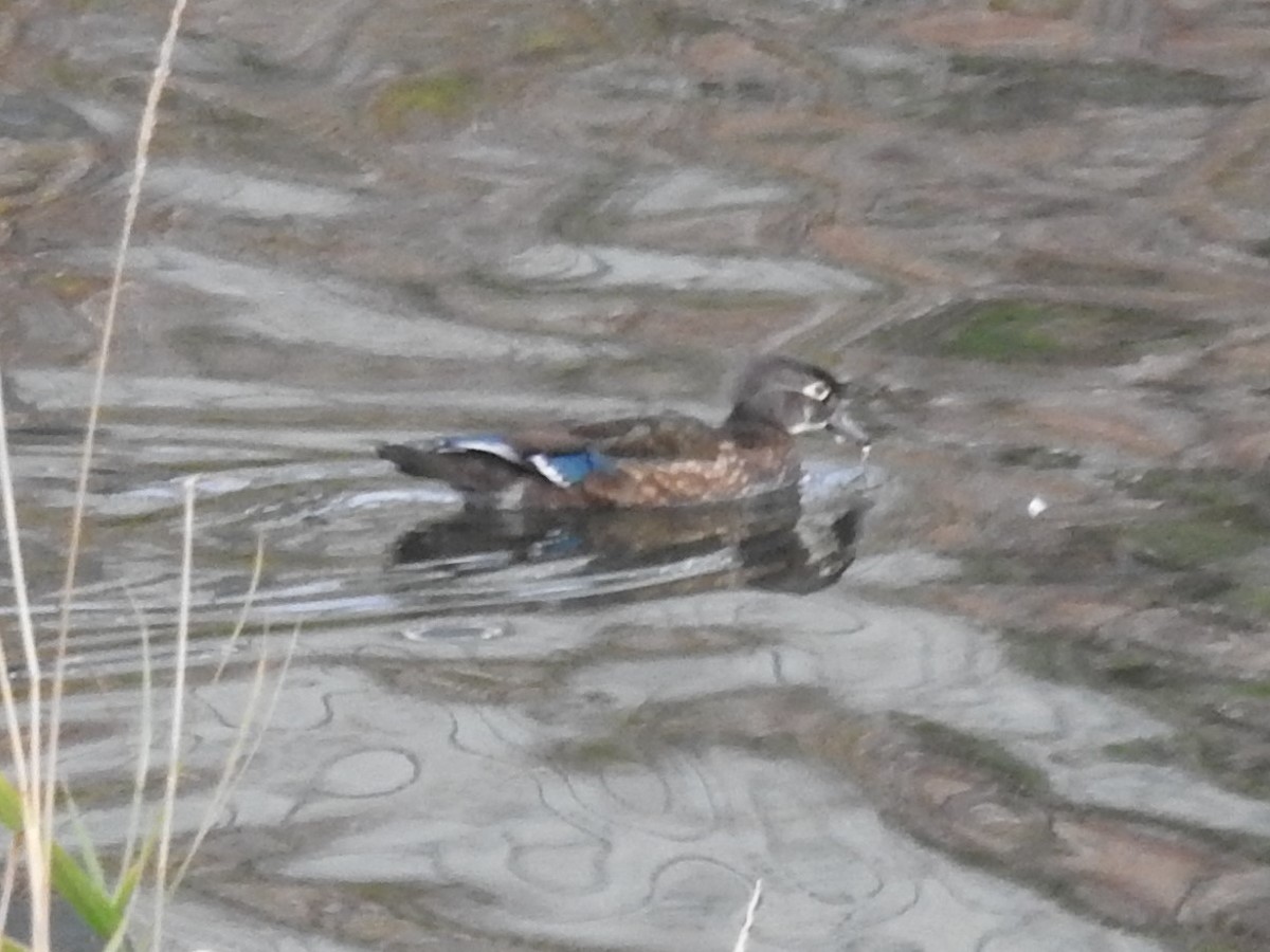 Wood Duck - ML507807711