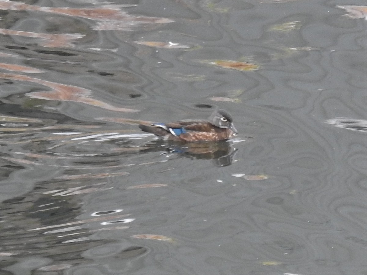 Wood Duck - ML507807721