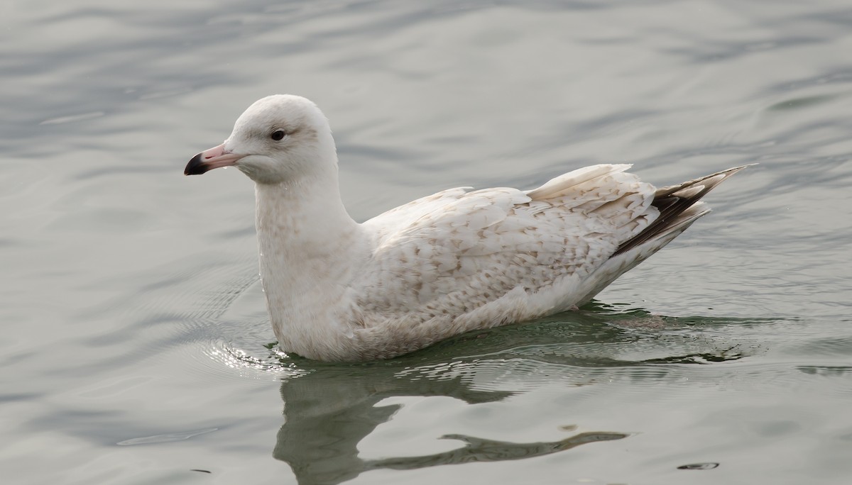 Herring x Glaucous Gull (hybrid) - ML50780801