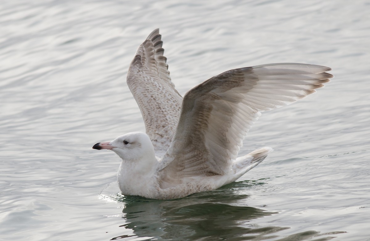 Herring x Glaucous Gull (hybrid) - ML50780811